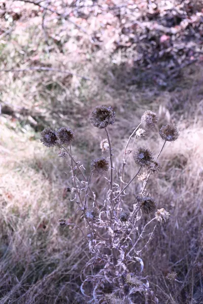 DSC_2197 (Large).JPG